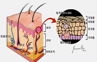 결장 조직학 잔 세포